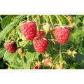 IQF Freezing Organic Raspberry Hr-16090902